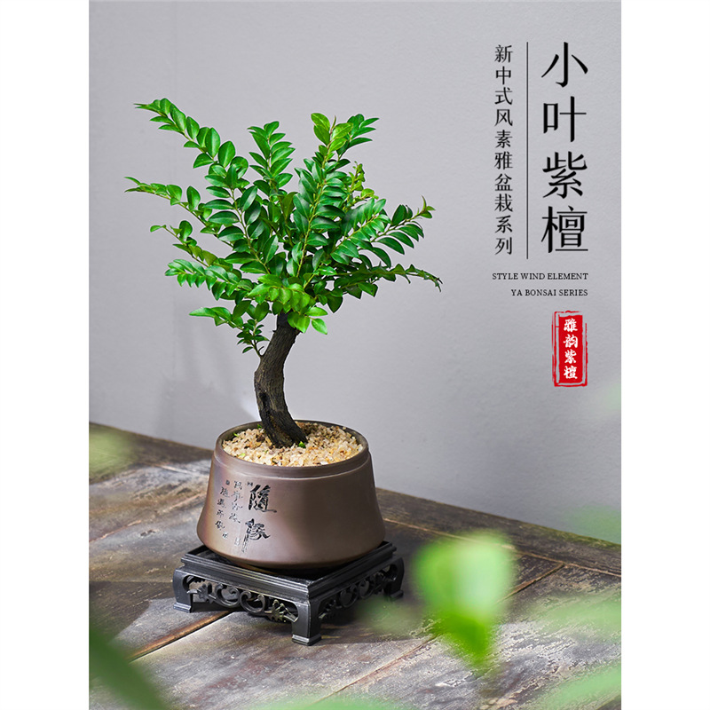 小叶紫檀盆景老桩植物室内茶几客厅办公桌面树苗四季好养绿植盆栽