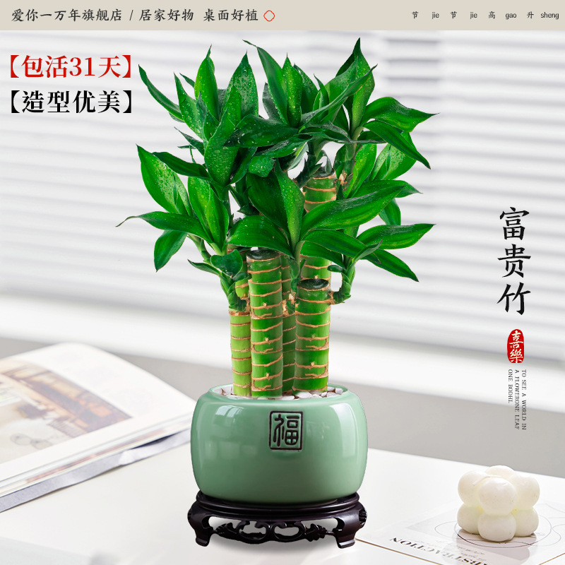 행운죽 5개 + 에메랄드 그린 포춘 도자기 화분 + 원형 베이스 (포장석 + 영양액 포함)