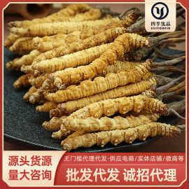 西藏那曲冬虫夏草冻干产地批发高海拔虫草代发礼盒装足干无断虫草