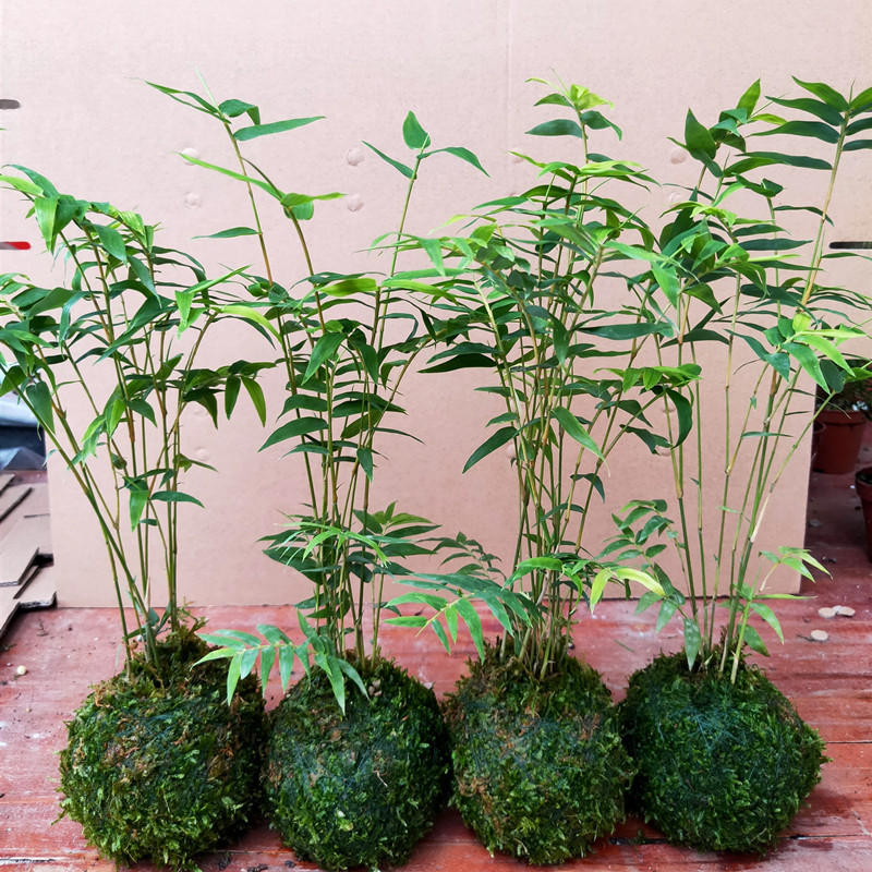 日本米竹盆栽苔藓绿植物室内茶台水培迷你凤尾竹苔玉球微型盆景观 种苗花卉网
