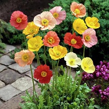 ���l���u�����˷N�ӷN�Ѷ����ͺ����NҊ���ͻ�N�Ӄ��t��������