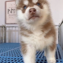 批发纯种哈士奇雪橇犬哈士奇活体幼犬蓝眼睛三把火出售小狗哈士奇