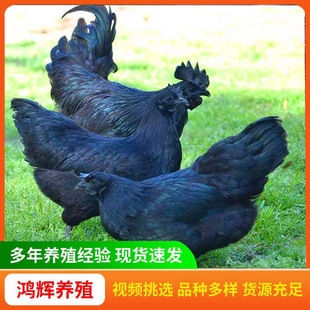 五黑鸡活苗价格 五黑一绿壳蛋鸡脱温苗小鸡苗乌骨鸡一斤活体半大-阿里巴巴