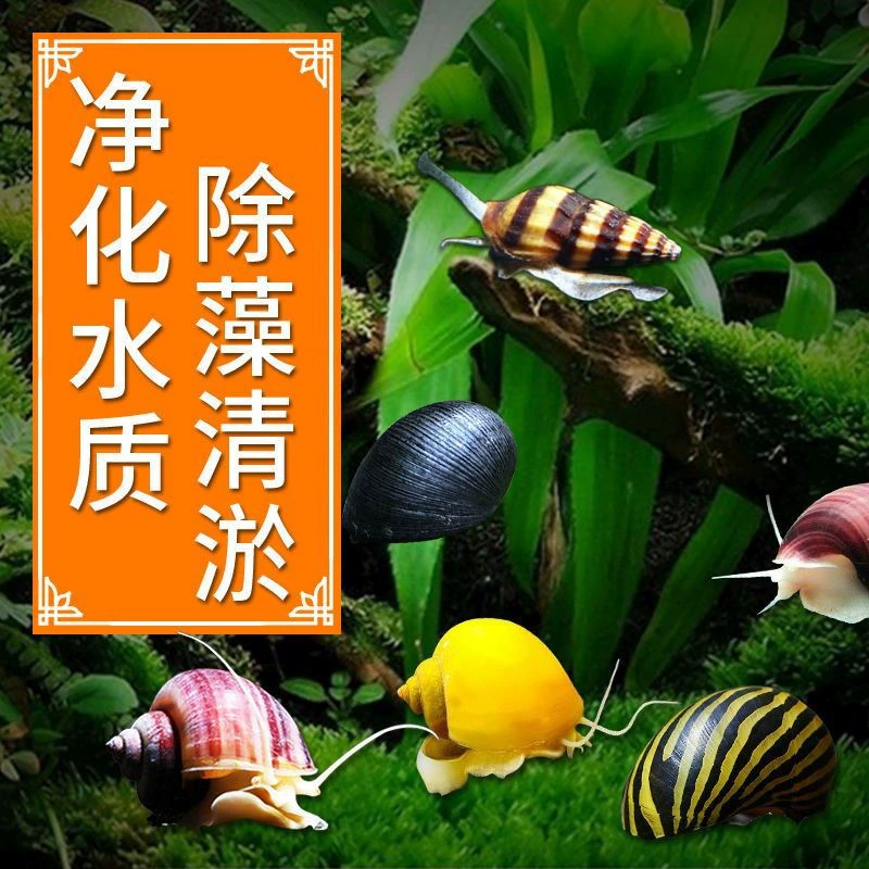 [Удаление водорослей и очистка резервуара] Инструмент для декоративных улиток, улитка для удаления водорослей, очистка воды, золотая улитка, улитка-зебра с черным бриллиантом