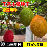 木鳖子种子木鳖瓜种籽漏苓子甜葫芦天堂果药材多年生爬藤植物种籽