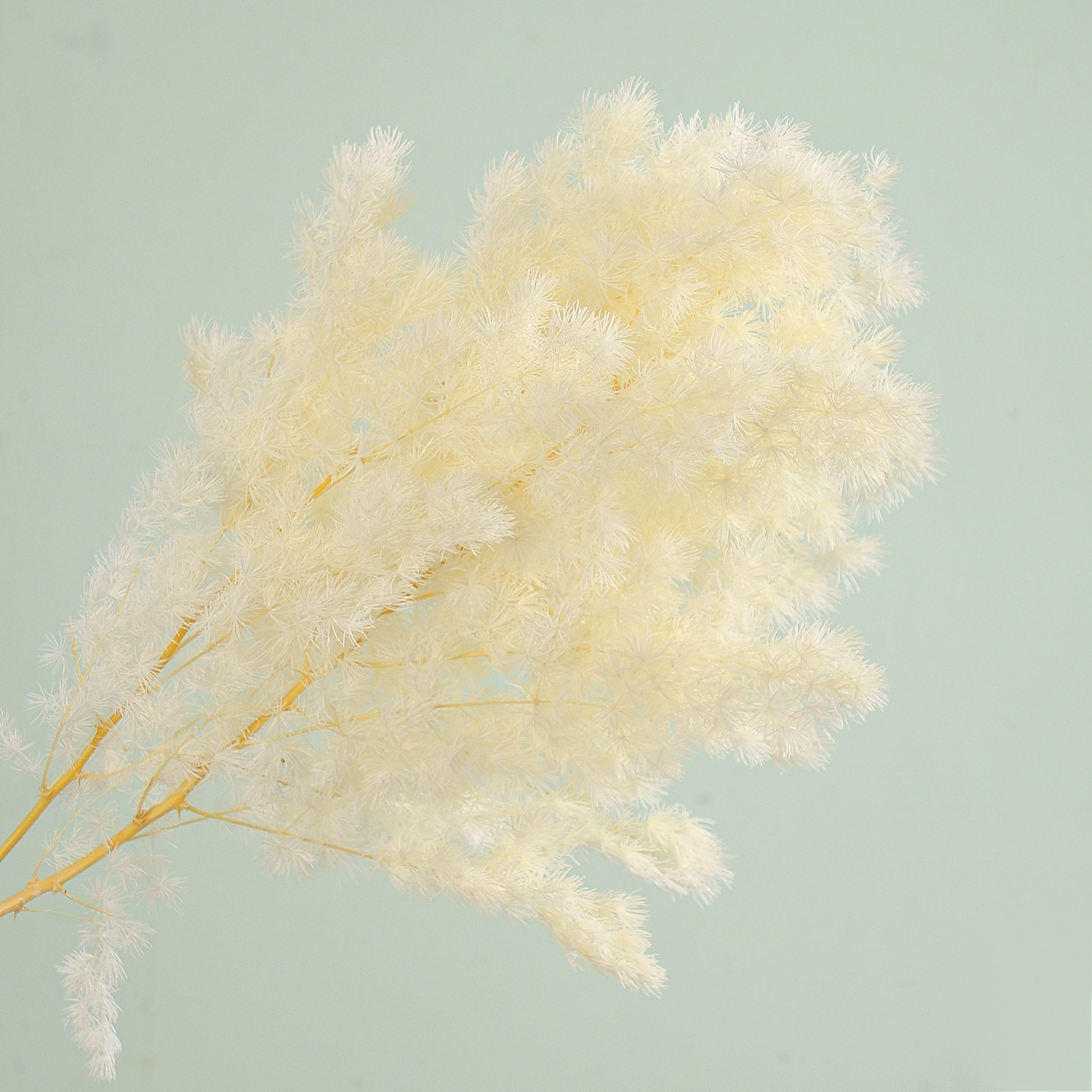 Flores secas de siete colores cordier flor flor flor flor de embalaje flor decoración flordiy florista florística material de ramo de embalaje floral