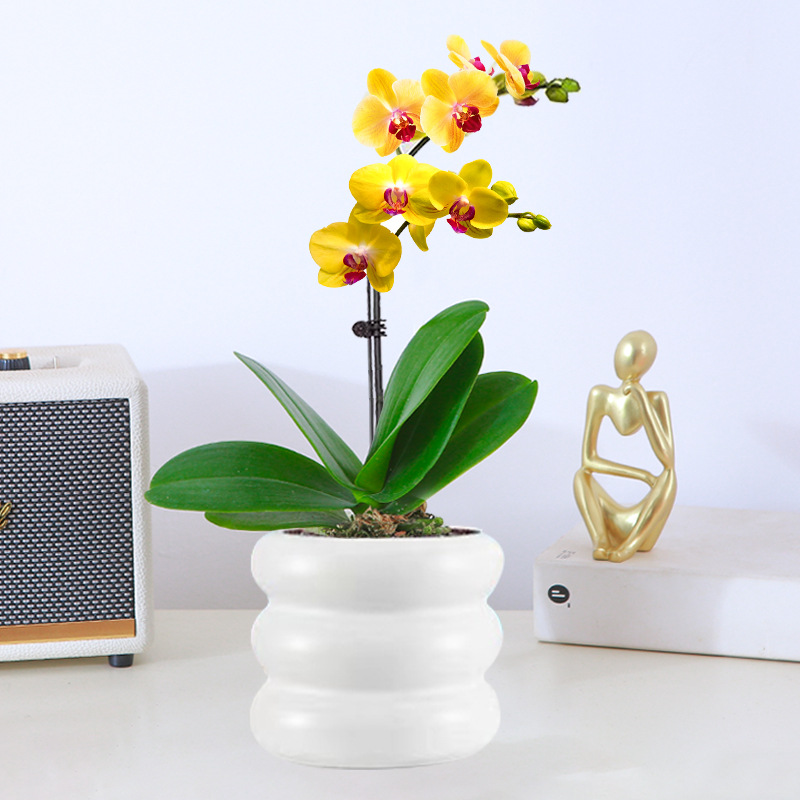orquídea mariposa con brotes de flores planta en maceta sala de estar orquídea planta de interior flores en todas las estaciones buena para alimentar dendrobium orquídea planta verde image 27