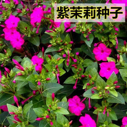 Семена цветов жасмина, ночной цветок жасмина, цветок орхидеи, домашний балкон, двор, многолетние семена цветов в горшках.