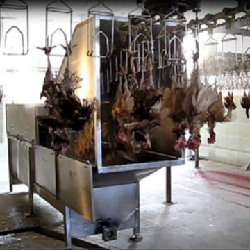 供应宰鸡宰鸭 喷淋式不锈钢鸡自动烫毛机 家禽屠宰烫毛设备