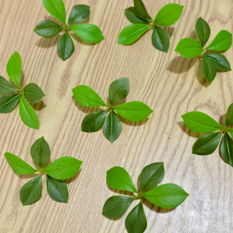Artificial Island Spring Flower Gardenia Leaves Small Green Leaves Withered Branches Fake Tree Large Tree Decoration Plastic Green Leaves Fake Leaves Artificial Island Spring Flower Gardenia Leaves Small Green Leaves Withered Branches Fake Tree Large Tree Decoration Plastic Green Leaves Fake Leaves