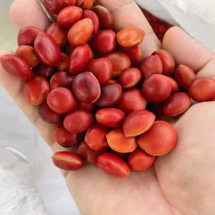 ��˼��ԭ�����������ɢ����Ȼ���˒���L���������