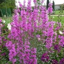 ǧ˷NӴĲ׻޸ˮRͥԺͺˮ@ˇ