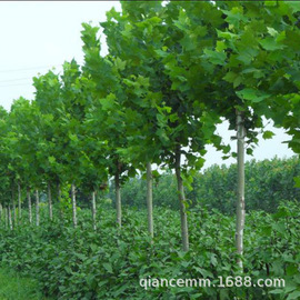 盆栽;种子;园林果树