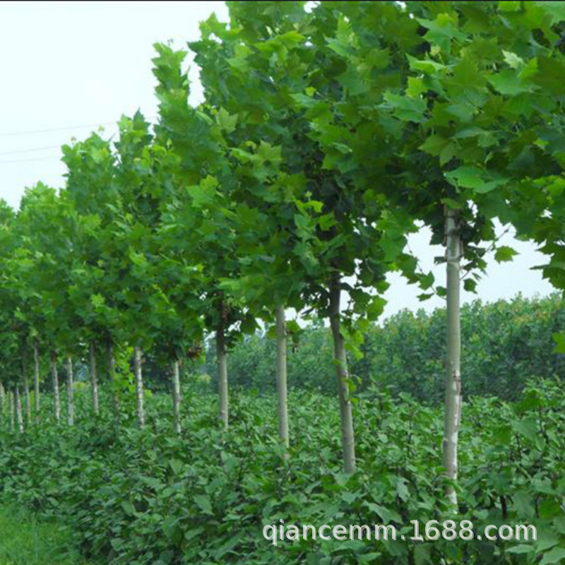 Landscaping Seedlings, French Sycamore Saplings, Courtyard Shade Trees and Street Trees, French Sycamore Saplings, Greening Projects, Arborets