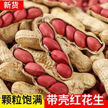 红皮带壳生花生新货四粒薄皮新鲜原味晒干农家种植花生五谷杂粮