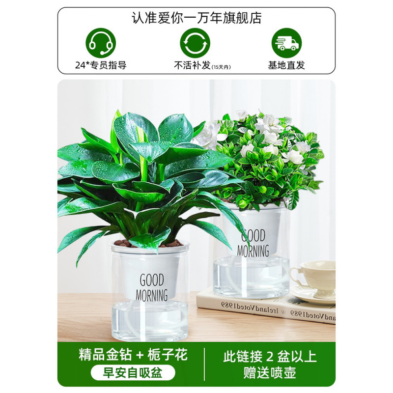 골든 다이아몬드 + 치자나무 + 모닝팟 2개 + 영양액 + 무료 물뿌리개