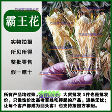 霸王花中药材500克剑花天尺花龙骨花七星剑花煲汤中药材批发