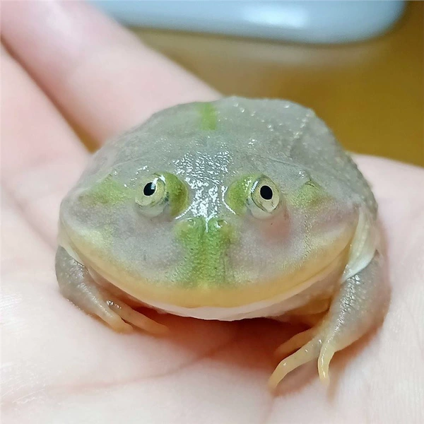 [酒红色小丑娃3-5cM]