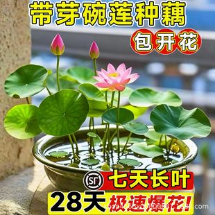 ��ɏ�Nźˮ��ֲ����o��ѿź�Nź��N�Ӹ���С���^�p�ɻ�����ˮ�B