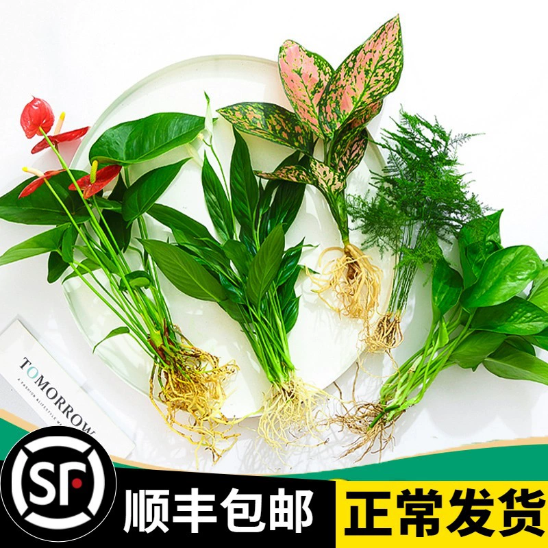 Гидропонные растения в горшках с цветами, комнатные цветы и зеленые растения, водные растения, которые легко кормить в любое время года, зеленая редька, богатая спаржа, корень лука, красная и белая пальма.