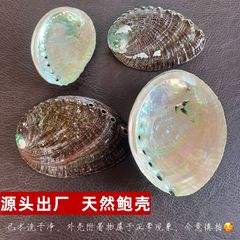 天然大鲍鱼壳鼠尾草烧盘烧鼠尾草容器海螺贝壳鱼缸造景手工艺饰品
