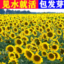 lտN^pʳ҃ͥԺNֲﻨNֲ