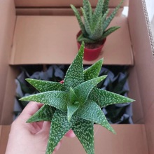 ����J�C ����ֱ�NƯ���F�����s����������