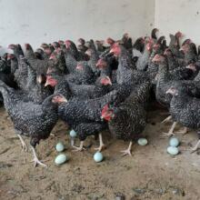 ���N�J���u����Ó���J���u������һ��������a���J���u