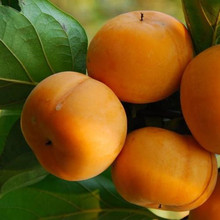 �������o������ϱ����Nֲ�������Թ����箔��Y���ش��������