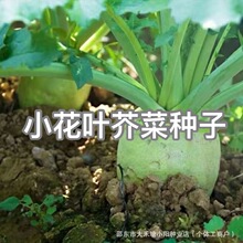 С���~��˷N������С���ѽ�˸���N�Ѽ����ļ����߲˷N���˸���