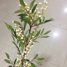 ����Ұ��õ �؃r�߷��滨 ��ĭ�^�z��  ���l�ٻ�