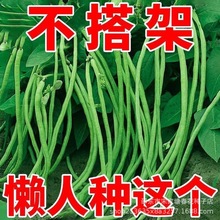 摘不败无架长豆角种子不用搭架子的长豆角蔬菜种籽可大田种长豇豆