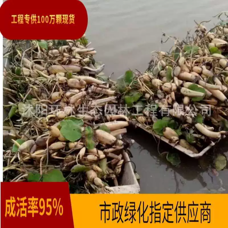 Водные растения, саженцы из корня лотоса, четырехсезонная посадка во дворе, пруд для очистки воды, декоративная база зеленого растения