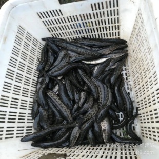 �������{��ˮ�a�������|���~�� �F؛�s�����~��