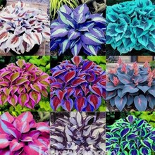 Nͺꎶ񴺰QݻNͥԺ׻