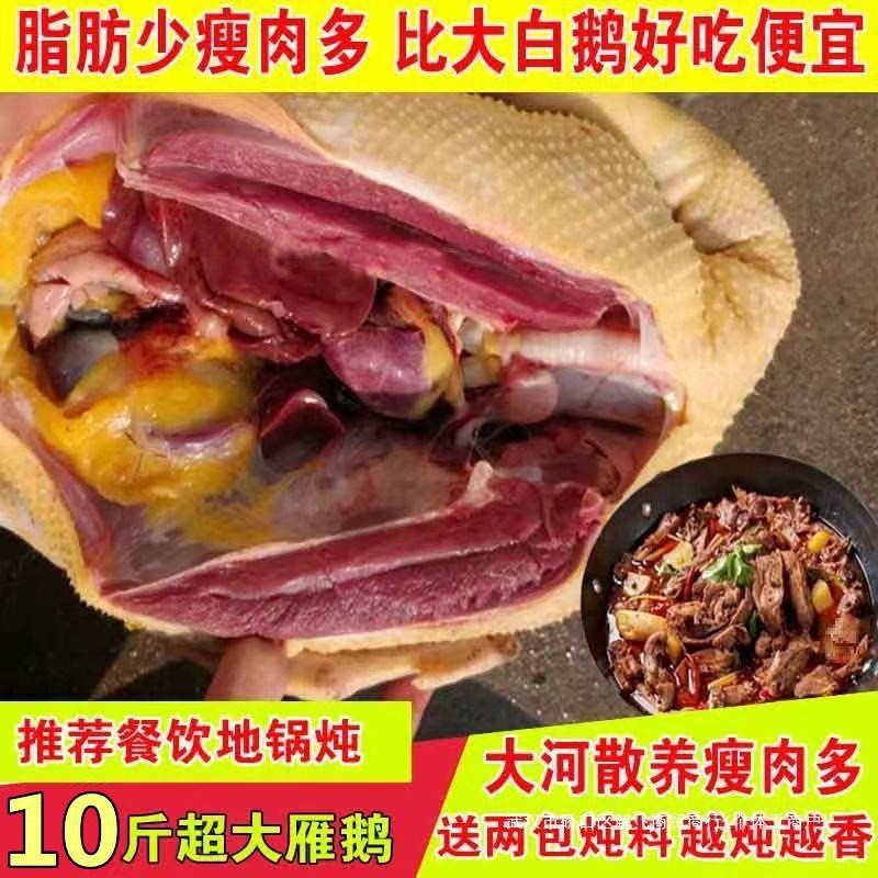 新鲜鹅肉大白鹅10斤大鹅散养大鹅老鹅整只鹅雁鹅肉多送料包
