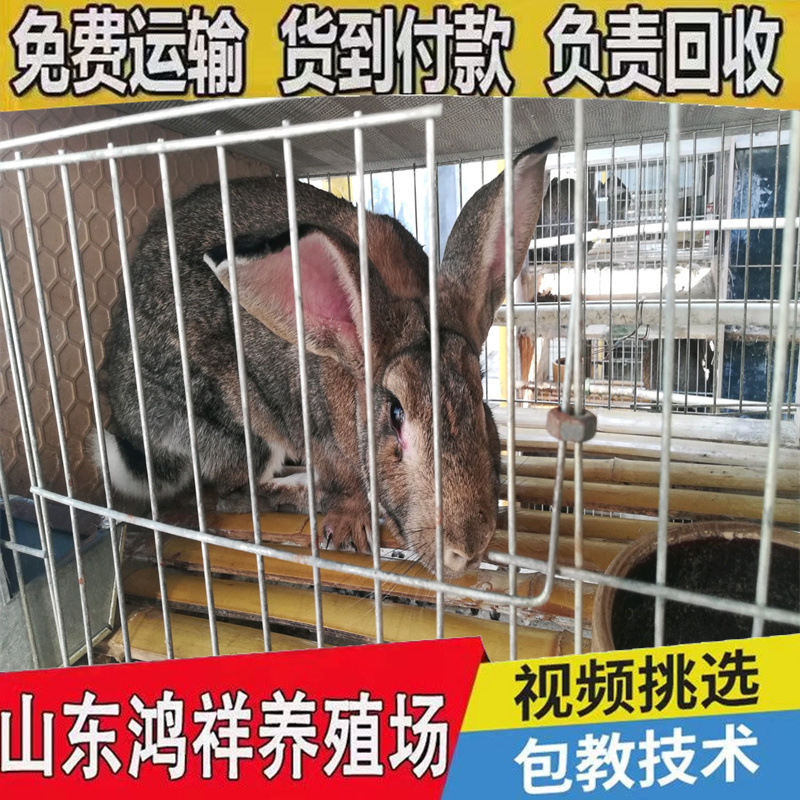 0fecea6eddc451da30adf9a9bbfd52