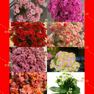 Rare Double-Flowered Longevity Flower Blooming Pair for Indoor Balcony Cultivation Base Direct Delivery for Lazy Gardeners