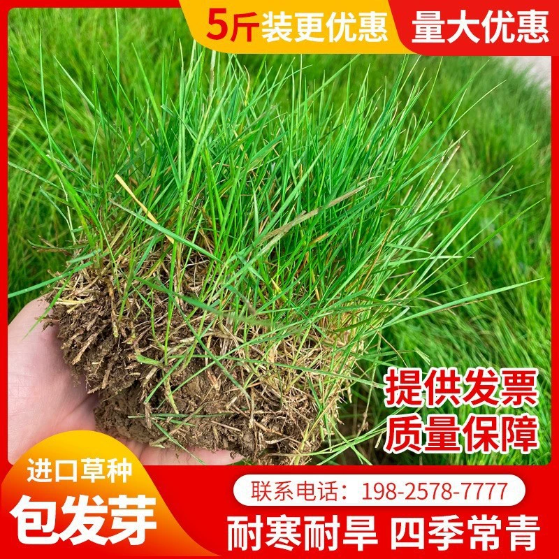 Семена газонной травы для защиты склонов, семена черной ревеневой травы «Манильский собачий зуб», вечнозеленые, без обрезки, для зеленения двора.