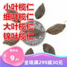 新采小叶榄仁种子 大叶榄仁 细叶榄仁 锦叶榄仁绿化行道苗木