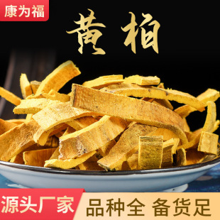 黄柏人工栽培图片