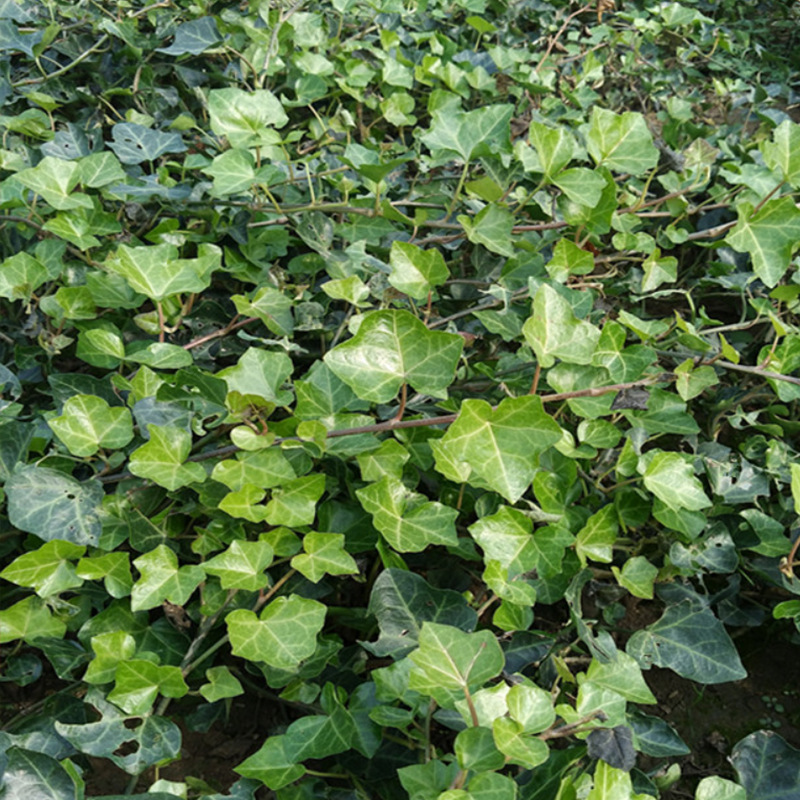 Оптовый Ландшафтный Проект Рассада Ротанга Завод Ivy Vine Рассада Ivy