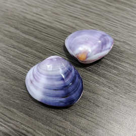 紫蛤 天然贝壳海螺批发 鱼缸装饰 摆设道具 贝壳工艺品 地摊货源