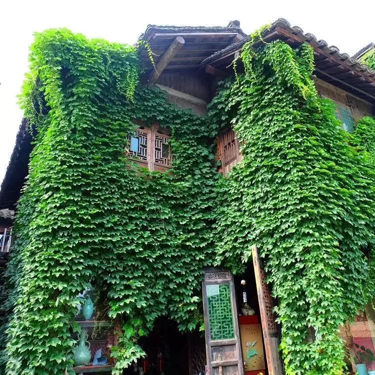 藤本植物爬山虎种子爬墙的种籽爬墙虎爬藤植物攀爬植物种子常绿籽