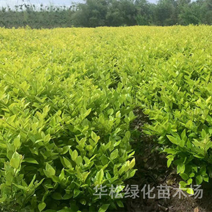Jinsen Ligustrum Seedlings Wholesale Courtyard Color Block Plant Engineering Greening Colorful Leaf Seedlings Flower Bed Landscaping Clump Ligustrum Seedlings