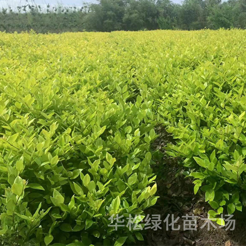 金森女贞苗批发庭院色块植物工程绿化彩叶苗木花坛造景丛生女贞苗