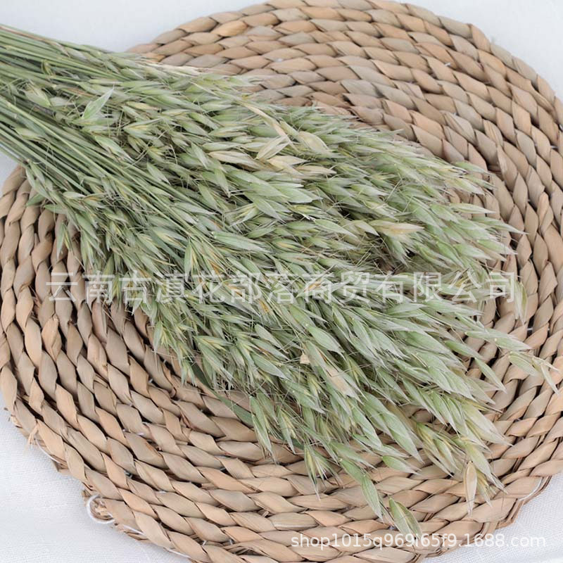 귀리 오리지널 컬러 50g