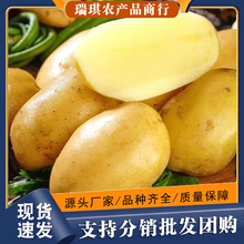 正宗黄皮土豆5斤整箱现挖现发新鲜蔬菜3批发包邮10甘肃洋芋马铃薯