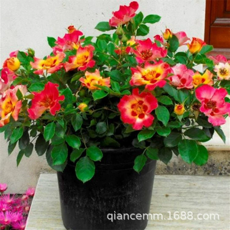 Саженец Европейской розы в горшке Вавилон цветок для срезания глаз Роза Рассада Двор Крытый Четыре Сезонных Цветение Миниатюрный Кустарник