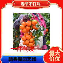 ������ľ�҃����ԾGֲ��������^�p �����辰 �̽��辰 ���Ә���